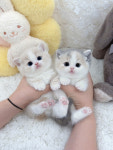 더반려강아지고양이 잠실본점