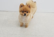 펫살롱