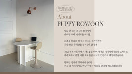 키티앤퍼피로운 강아지분양고양이분양 제주도본사
