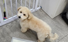 둘리 애견 미용