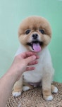 하이도그