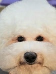 멍보드레