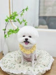 원펫살롱