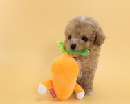 대전강아지분양 고양이분양 동양애견