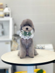 몽시어