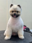 그루밍574