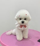 베베숑