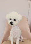 화려하개