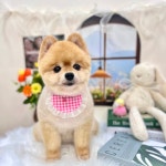 퓨어DOG