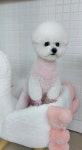 모모펫살롱
