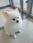 펫살롱