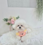 아지컷