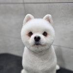 현대동물병원