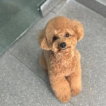 현대동물병원