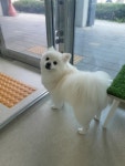 펫살롱