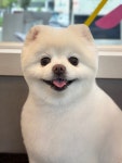 모모펫살롱