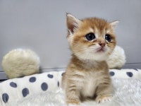 라이프독 강릉점 24시 강아지 고양이
