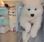 라이프독 강릉점 24시 강아지 고양이