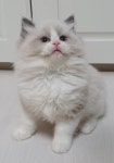 라이프독 강릉점 24시 강아지 고양이