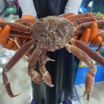 가락시장 싱싱해수산