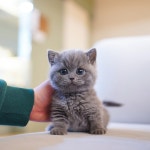 라이프독 강릉점 24시 강아지 고양이