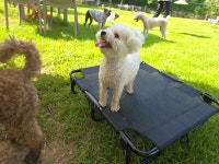 옐레드 애견유치원&애견호텔 대구신월성점