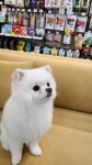 버블독스 광주쌍암공원점