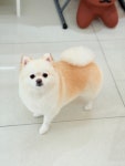 슈크림애견미용실&애견호텔
