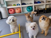 마인드몽 애견유치원/애견호텔/애견미용/데이케어