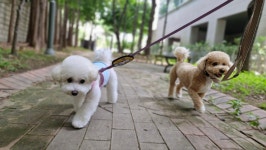 마인드몽 애견유치원/애견호텔/애견미용/데이케어