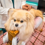 도킹어바웃 동물병원