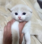 라이프독 강릉점 24시 강아지 고양이