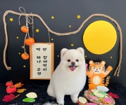 동글동글애견미용실