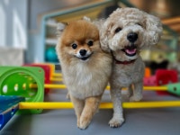 마인드몽 애견유치원/애견호텔/애견미용/데이케어