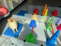 마인드몽 애견유치원/애견호텔/애견미용/데이케어