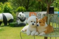 반디빌리지 애견 펜션