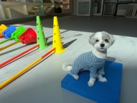 마인드몽 애견유치원/애견호텔/애견미용/데이케어