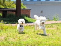 애견유치원&호텔 초댕학교