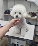 뽀독뽀독