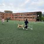 이선우훈련사의부산강아지방문훈련