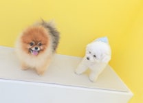 애견유치원&호텔 초댕학교