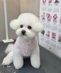 한결강아지미용실