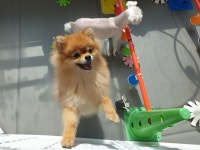 마인드몽 애견유치원/애견호텔/애견미용/데이케어