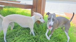 애견유치원&호텔 초댕학교