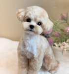 강아지분양 원퍼피 송파점