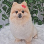 멍멍이발바닥