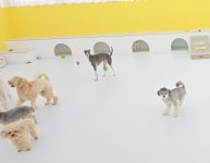 애견유치원&호텔 초댕학교