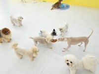 애견유치원&호텔 초댕학교