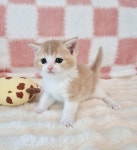 대구고양이분양 퍼스트캣 대구점