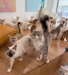 캣플헤븐 대구동성로점